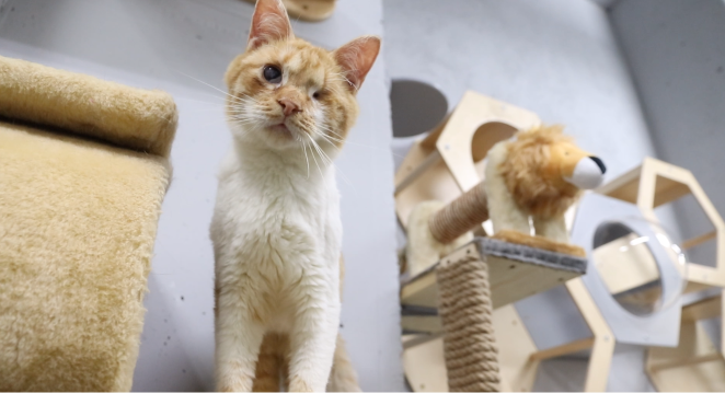 Котик Малевич