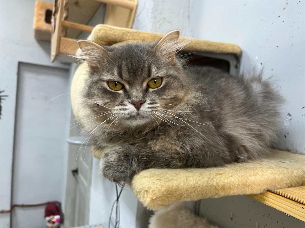 Котолапій