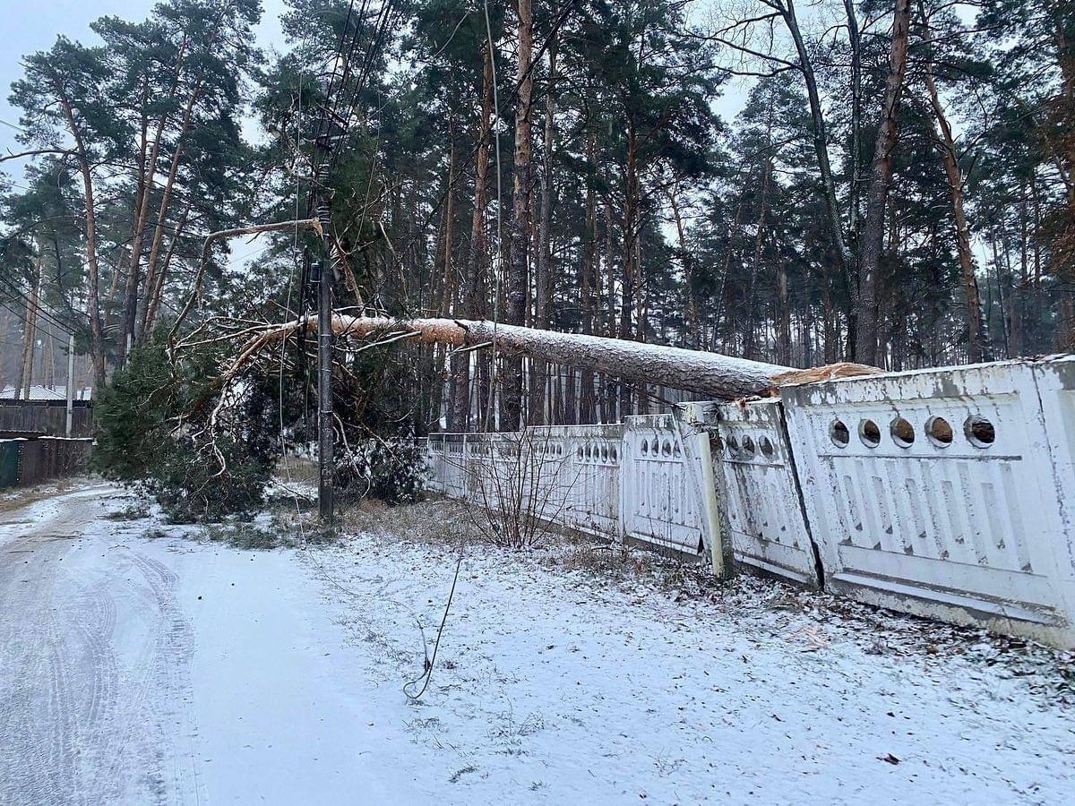 Повалене дерево внаслідок шквального вітру 