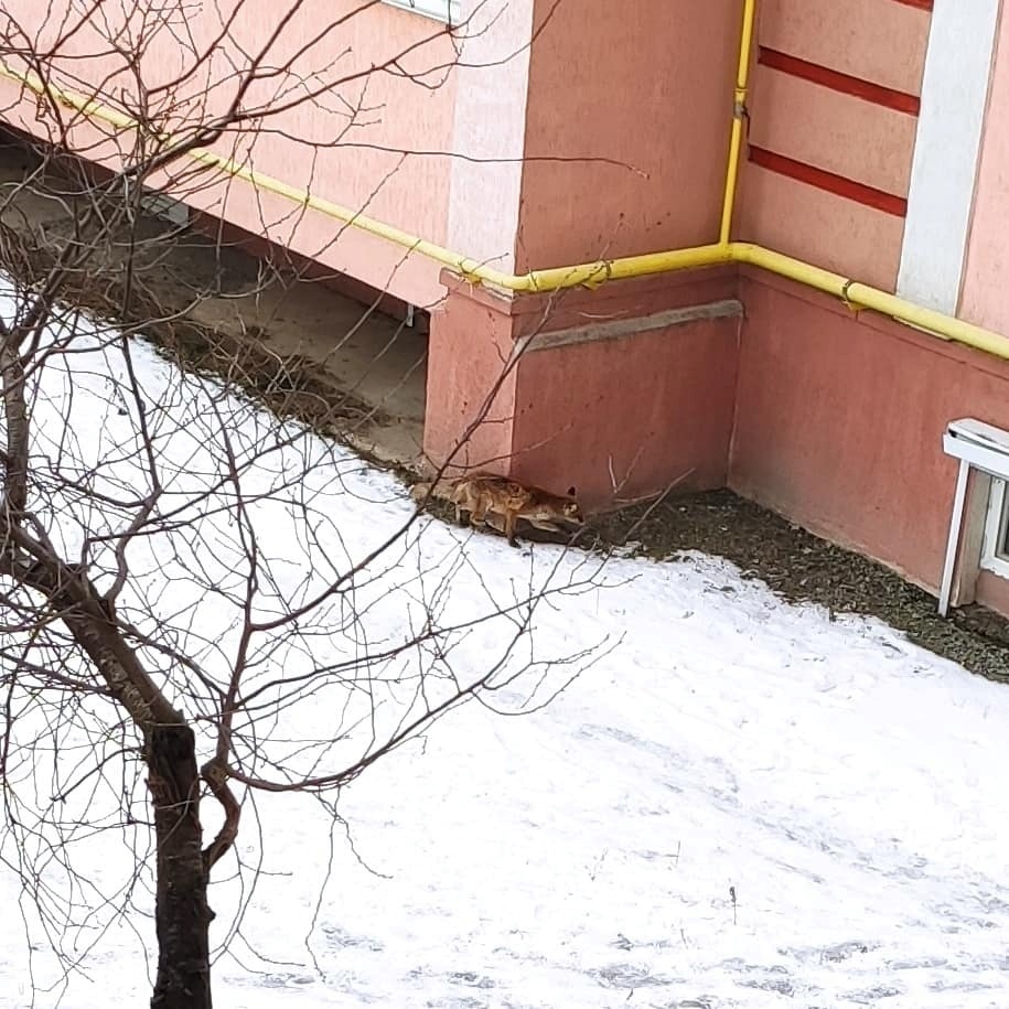 лисиця в місті