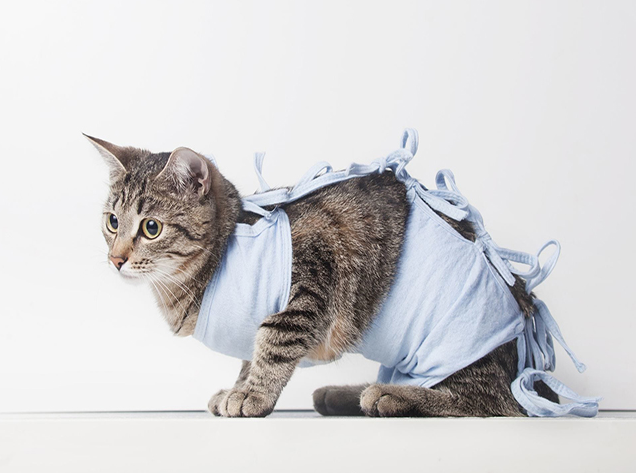 стерилізації  котів 