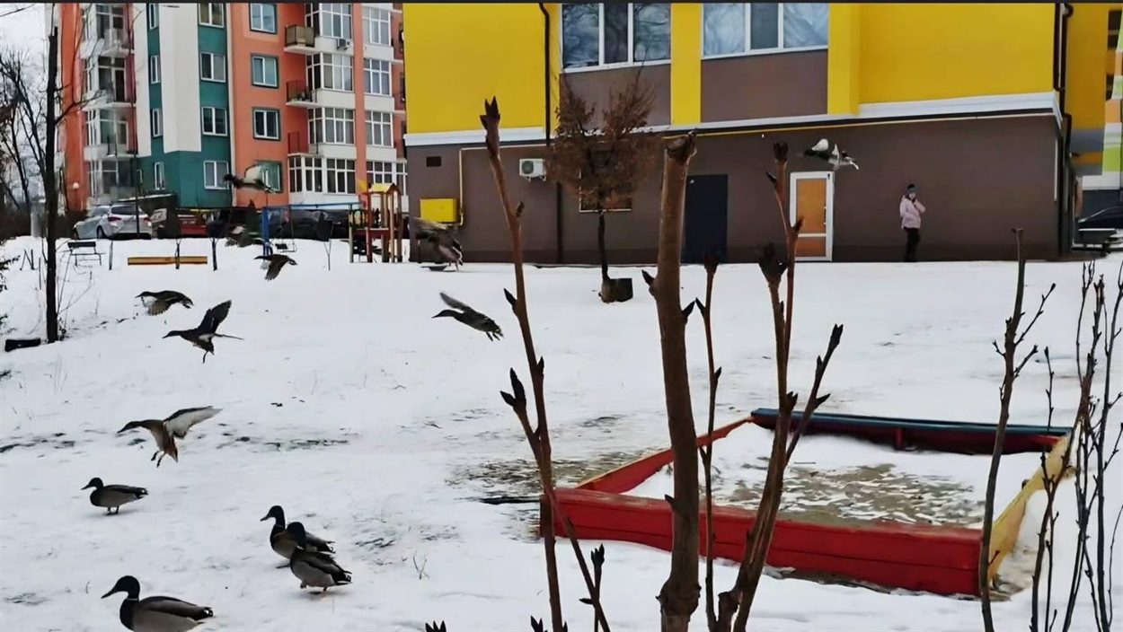 Дикі качки в Ірпені