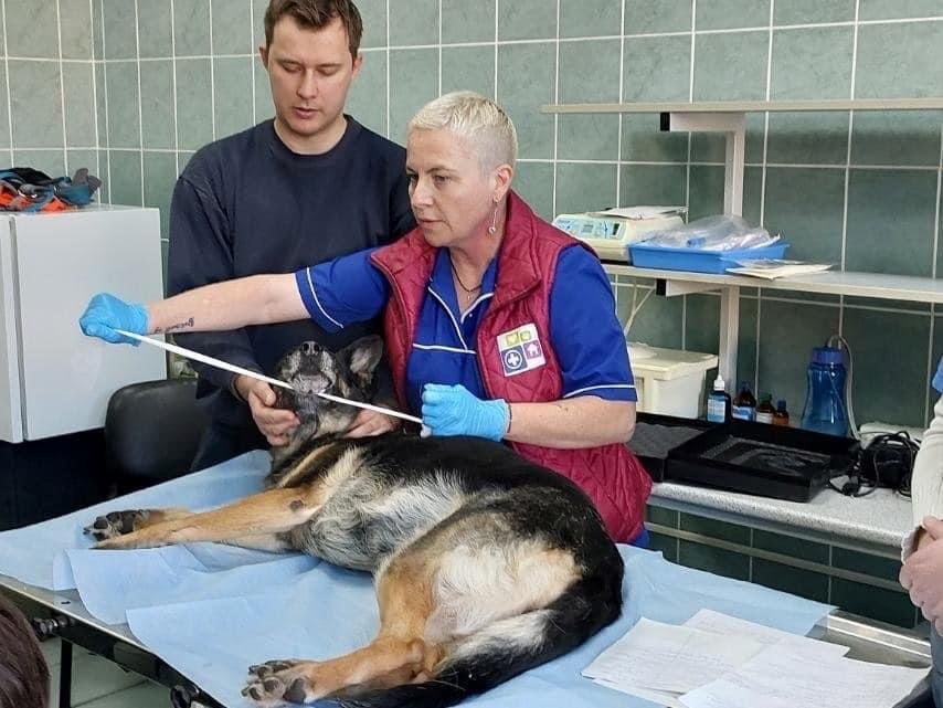 Київська міська лікарня ветеринарної медицини