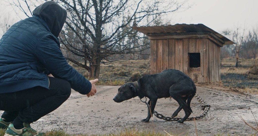 Тварини у перший місяць війни 