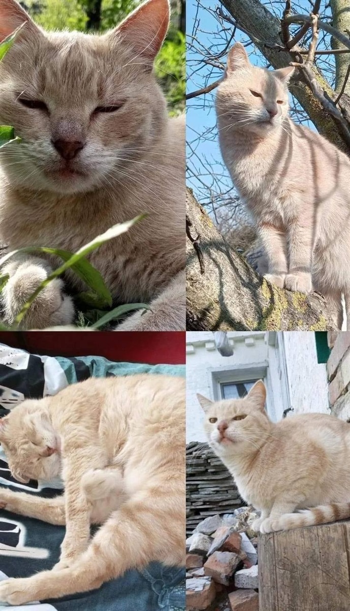 Кіт Боня