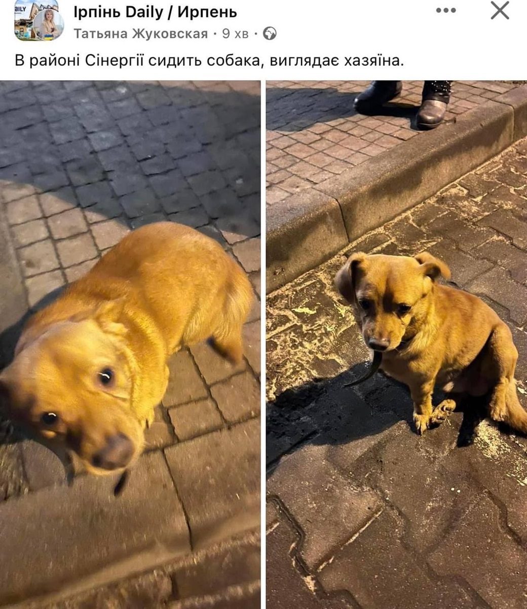 Cобака Тіма