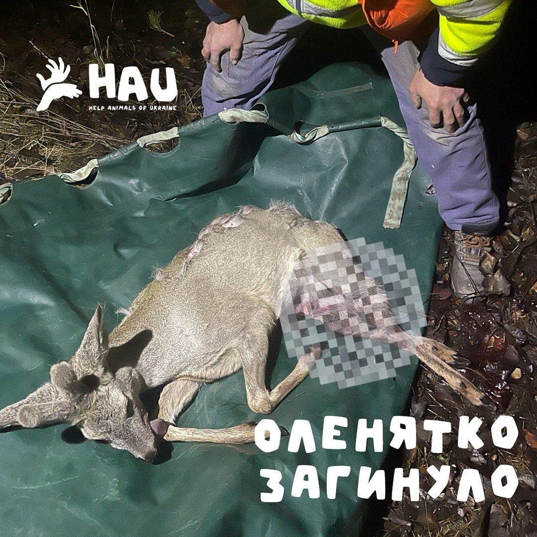 Оленятко у Бучі загинуло від травм 
