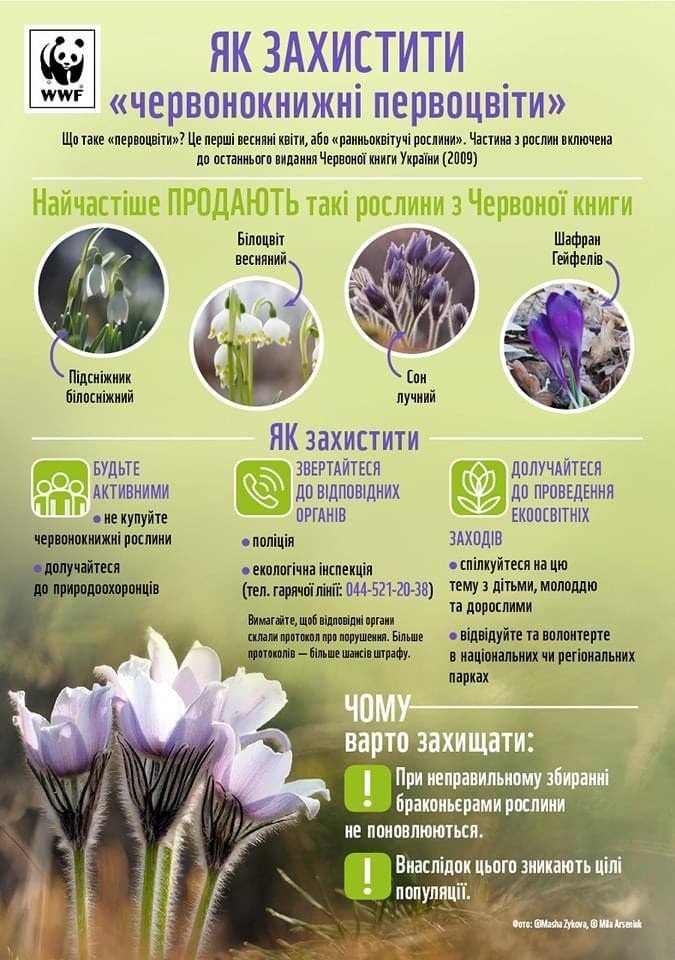 Як захистити первоцвіти