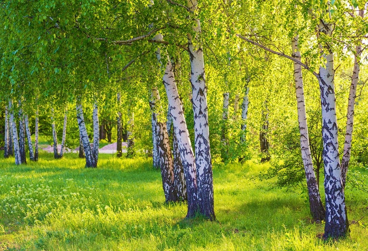 Березовий гай