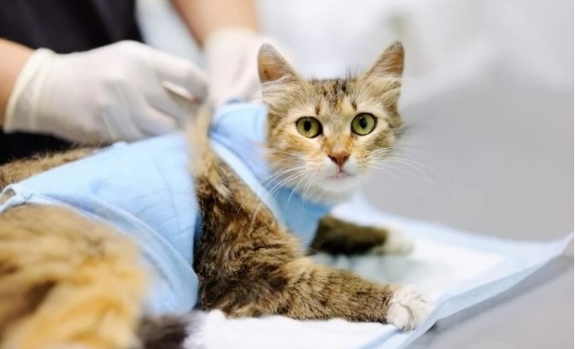 http://kindvet.com.ua
